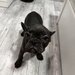 Pui bulldog francez