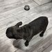 Pui bulldog francez